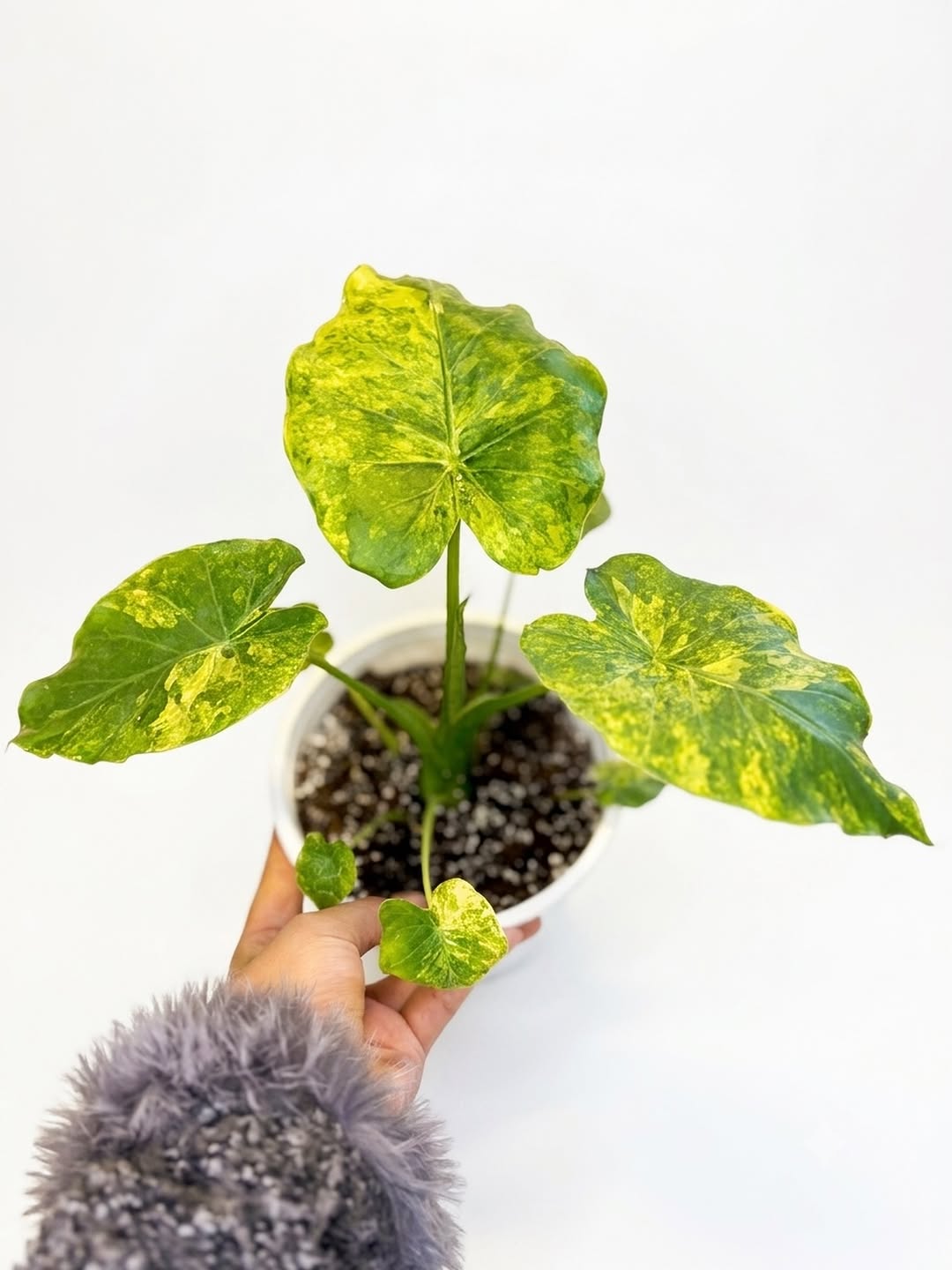 Alocasia macrorrhiza Yellow
