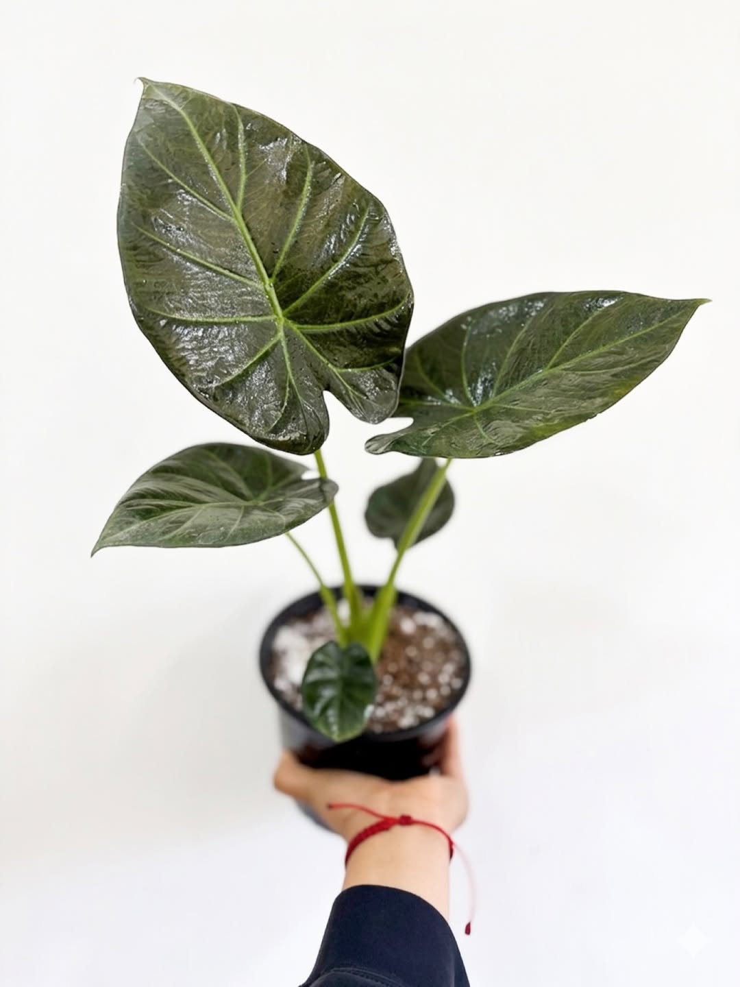 Alocasia Regal Shield