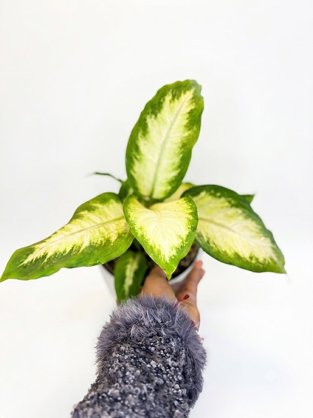 Dieffenbachia