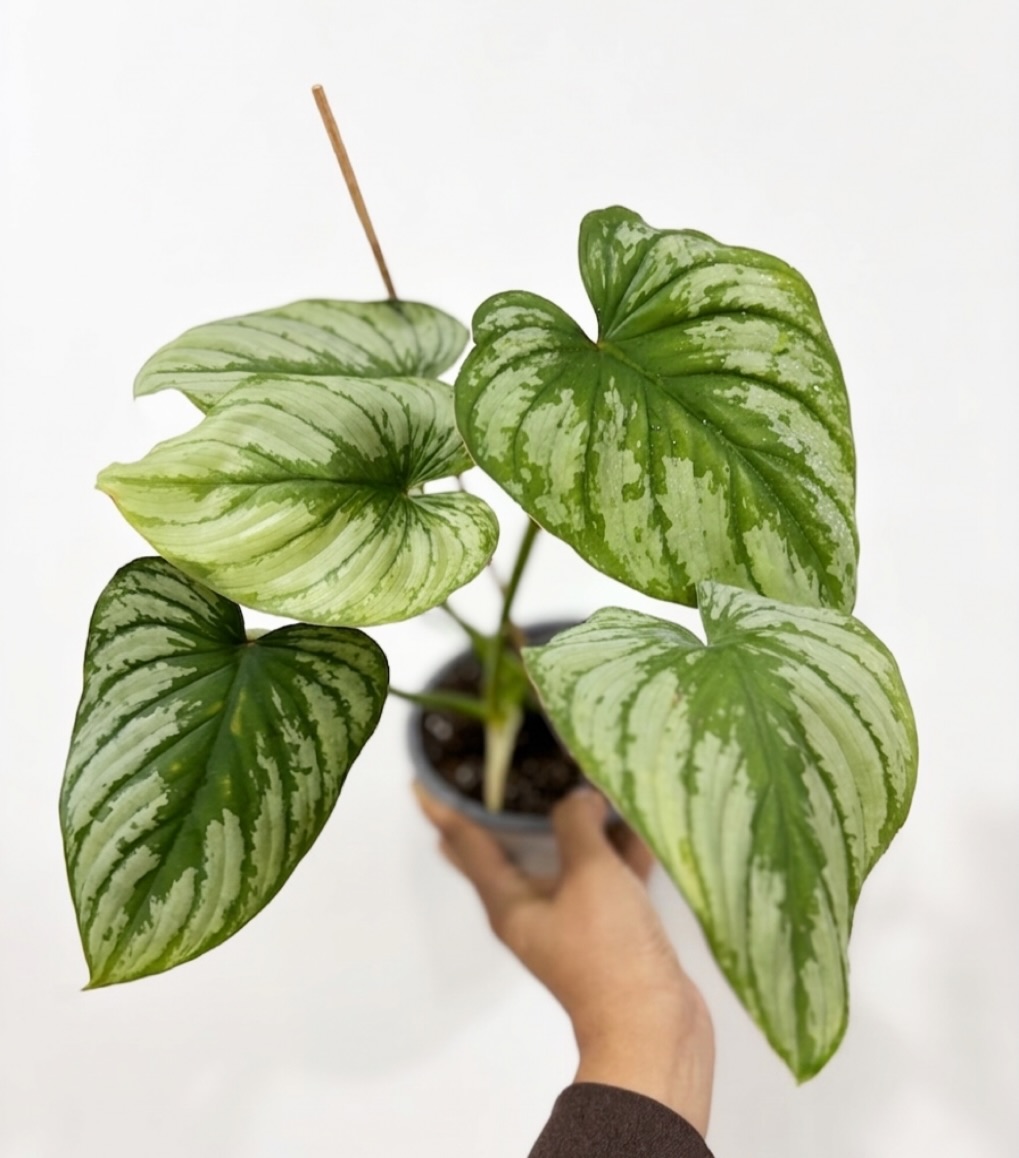 Philodendron pastazanum